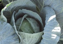 cabbage-head